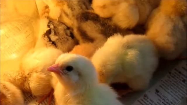 Цыплята// Первые дни жизни// Давать ли антибиотики? смотреть онлайн