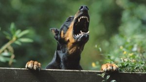 Лай собак (Звук лая в высоком качестве | Микс) | (3 Минуты)