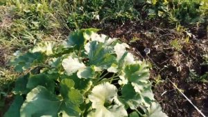 кабачок кустовой 04 08 2019г