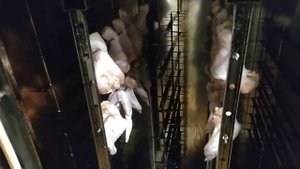 КРЫЛЫШКИ И ГОЛЕНИ КУРИНЫЕ ГОРЯЧЕГО КОПЧЕНИЯ В уэк