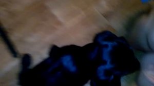 КАК НАУЧИТЬ ЩЕНКА СПАНИЕЛЯ ДАВАТЬ ЛАПУ