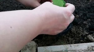 Выращивание пекинской капусты. Мой первый опыт.