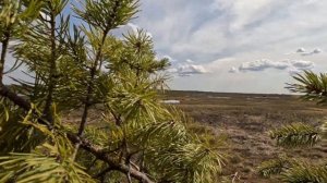 Охота на гусей в Архангельской области 2023 (в Эльдорадо - бывает и так!)