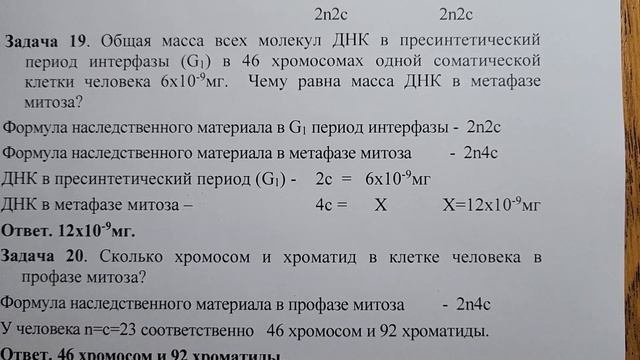 Цитология.  Задачи.  Часть 6.  Митоз. Мейоз. Гаметогенез.