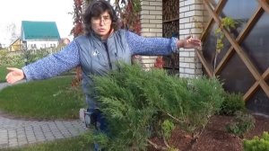 Сорта и виды можжевельника. Хвойные растения