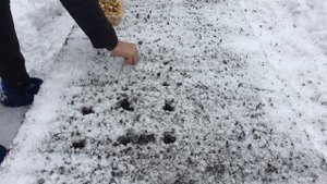 Лук посадка в ноябре