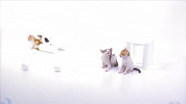 Забавные котята веселятся и играют в этом веселом видео! 😸🎉 #котята #игры #развлечения
