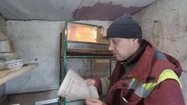 Какой вес у бройлеров в 10 дней
