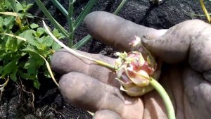 Чеснок Григорий Комаров. Урожай 2019