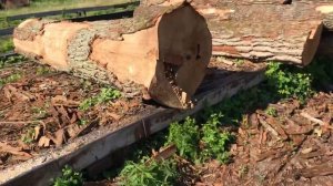 Процесс распила брёвна дуб на слеб или доску.