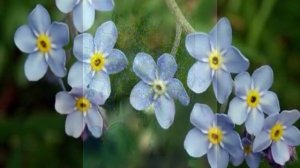 Цветы Незабудка. Незабудка лесная