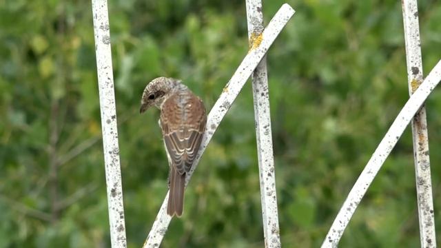 Лесная малиновка птенец / мухоловка - пеструшка самец / кактус цветение орхидея сорокопут - жулан смотреть онлайн