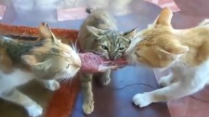 Три кошки и стейк