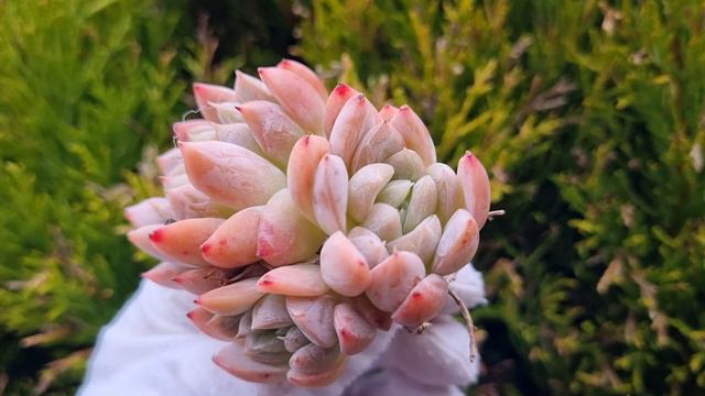 Echeveria Elsa