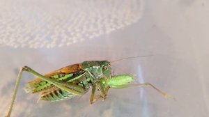 Вот, что ест кузнечик. // That's what katydid eats.