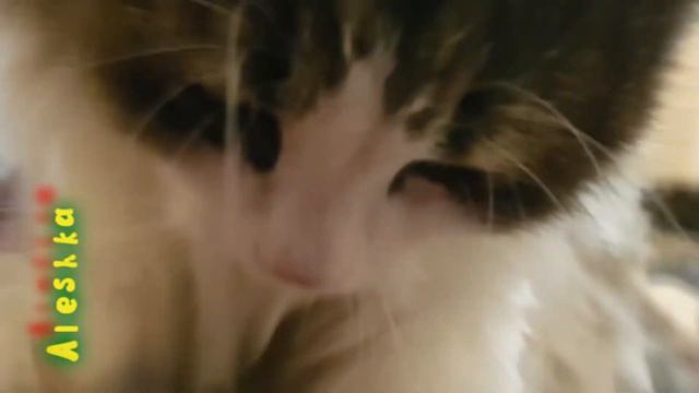 Котики топчут одеяло. смотреть онлайн