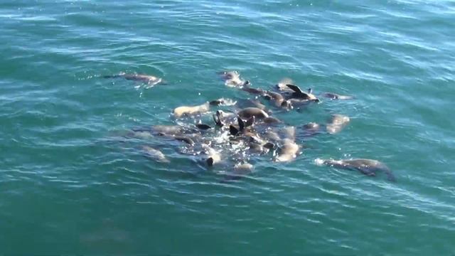 США 884: Чайки, морские львы, высокая поэзия, и удовлетворение чувства голода в одном флаконе смотреть онлайн