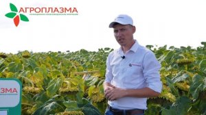 Гибрид подсолнечника НОРМА