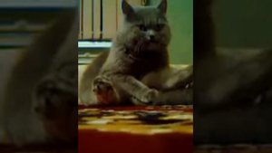 кот-драчун)))