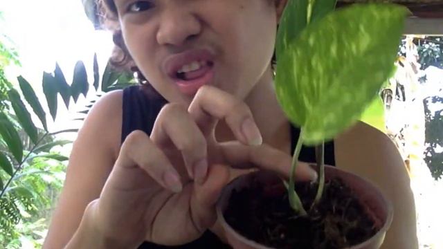 Epipremnum Pinnatum Aurea Propagation Update (Part 2) смотреть онлайн