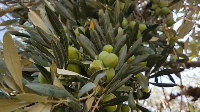 Пляж Милопотамос. Пляж Дамухари. Пелион. Греция. Пляжи Греции. Сентябрь 2022. смотреть онлайн