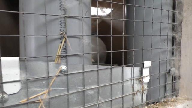 НОВОЕ МЯСО ЗАРАБОТАЛ НА КРОЛИКАХ Разведение КРОЛИКОВ на мясо Кролики