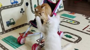 Эй, кошечка Миа, вылезай из моей коляски. Часть 1