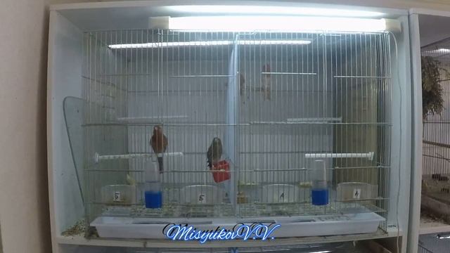 Пение мексиканской чечевицы смотреть онлайн