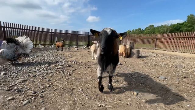 Настоящий БАБУШКИН ДВОРИК в Парке «Белый Лев» смотреть онлайн