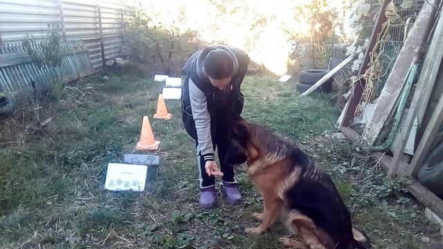 Хедда. Упражнение на внимание. Команда "Зырь". Задача собаки - внимательно смотреть на кусок.