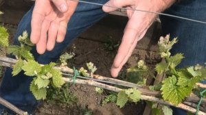 НОРМИРОВКА побегов ВИНОГРАДА весной