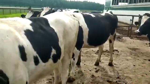 Племенные нетели Голштинской породы июнь 2022