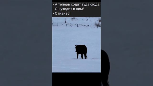 Лошадь Шредингера. Schrödinger's horse.