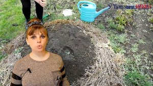 Секреты по выращиванию кабачков. Эффективные советы по выращиванию кабачков.