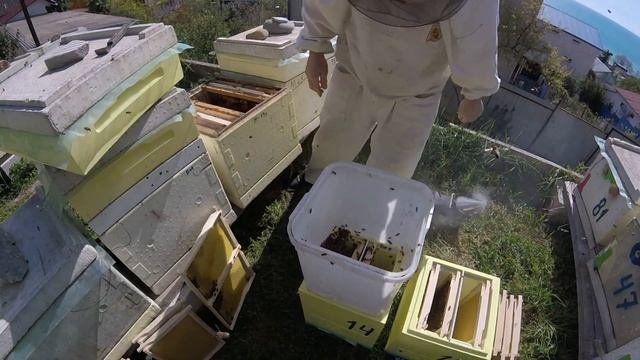 Заселяем нуклеусы. Подсаживаем маток в клеточки с канди. 20.04.20 год.