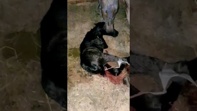 Кобыла ожеребилась . смотреть онлайн