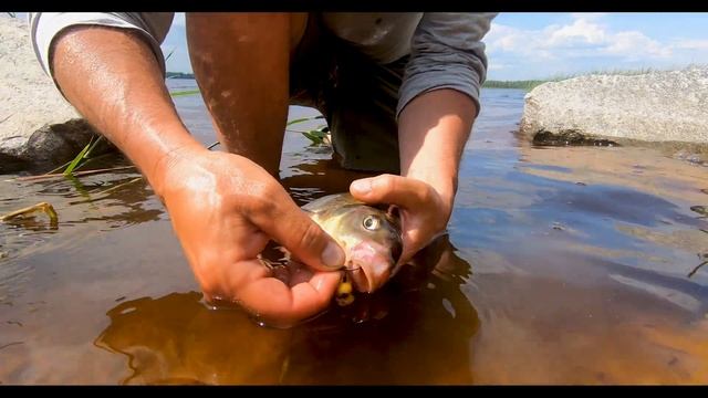 Ловля карпа на новом дикаре. Часть первая (июнь 2022) смотреть онлайн