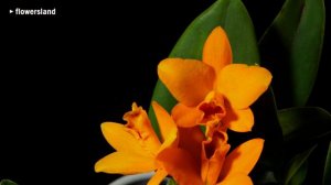 Каттлея 'Мамбо Голден Бой' (Cattleya 'Mambo Golden Boy')