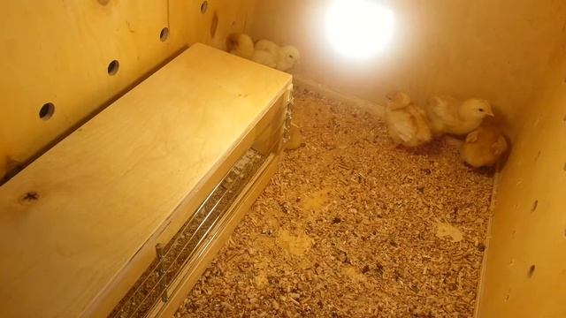 Брудер для цыплят. Оптимальный вариант. смотреть онлайн