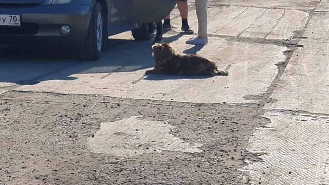 Мариинский Песик Кемеровская область смотреть онлайн