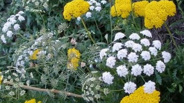 Растение Амми большая (лат. Ammi majus)
