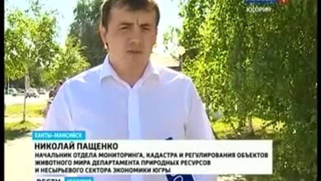 Ханты. Медведь к дачам подходил 4.08.14 смотреть онлайн