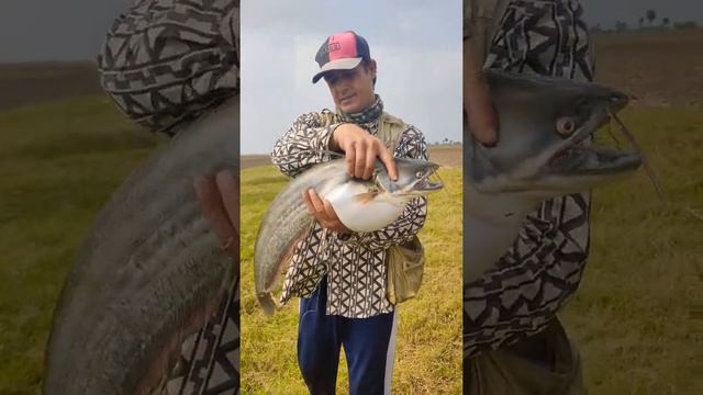 wallago attu catfish fishing || short video|| fishing video