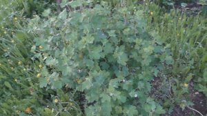 Фитоспорин-М. Профилактическая обработка.