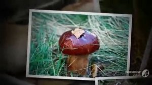 ГРИБ  ВАЛУЙ