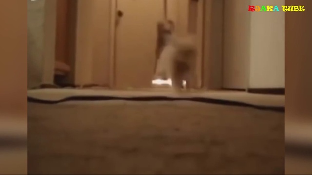 Смешная нарезка. Приколы с людьми и животными.#2 смотреть онлайн