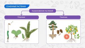 Семенные растения