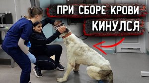 Нукер начинает вопить. Напал на Розу. Удалось надеть намордник. Берут кровь на анализ спустя 3 дня.