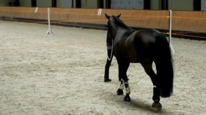 Эмиль Фуст. Работа с лошадью в руках на шагу