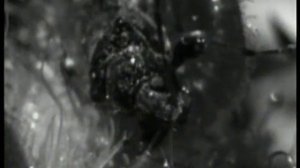 Растения-хищники. Хищные цветы